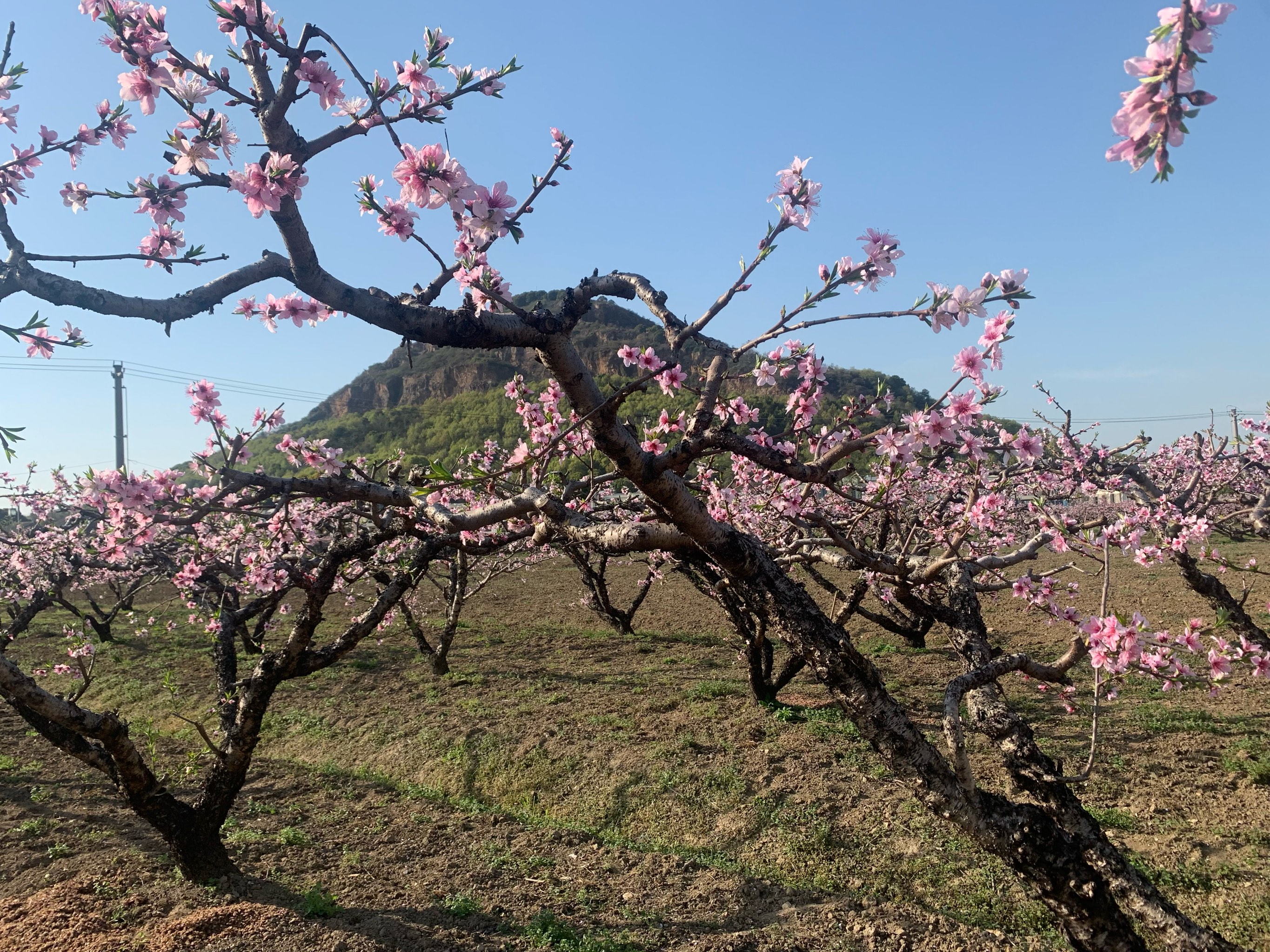 阳山桃花图片图片