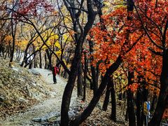 -北京鹫峰国家森林公园