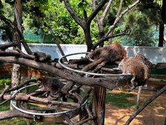 -西霞口神雕山野生动物世界