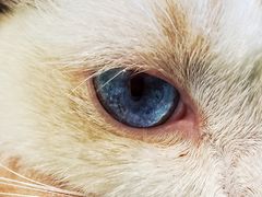 -猫在这儿猫咪咖啡馆·撸猫馆