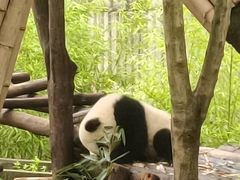 -都江堰中华大熊猫苑