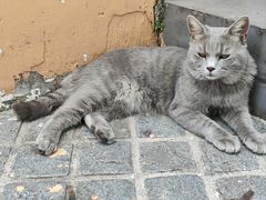 -猫岛主趣味餐厅(鼓浪屿店)