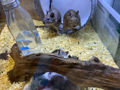 -酷以爬仙阁实体爬宠店·守宫·蜥蜴·专业繁育