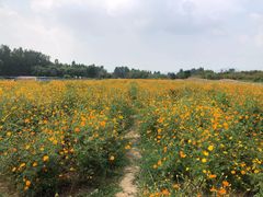 -北京东方普罗旺斯薰衣草庄园
