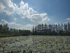 -上海长兴岛郊野公园