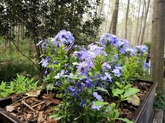 -合肥滨湖国家森林公园