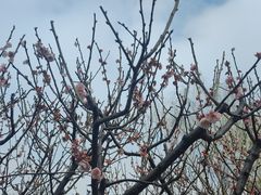 -新虹桥中心花园