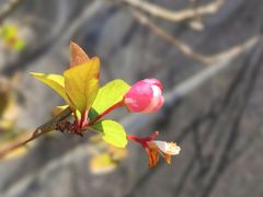 -嘉北郊野公园