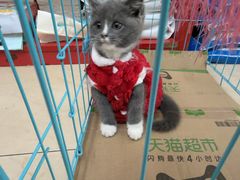 -瑞派旺宝宠物医院·犬猫全科综合·尿道专科(莲兴院)