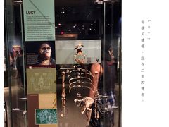 -美国自然历史博物馆