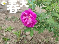 -紫云台香草园