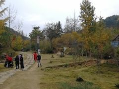 -千年银杏谷文化旅游区