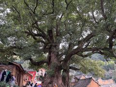 -杨家堂村