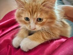 -中农大我爱我爱动物医院·核磁CT·猫病·24小时夜诊中心(石佛营店)