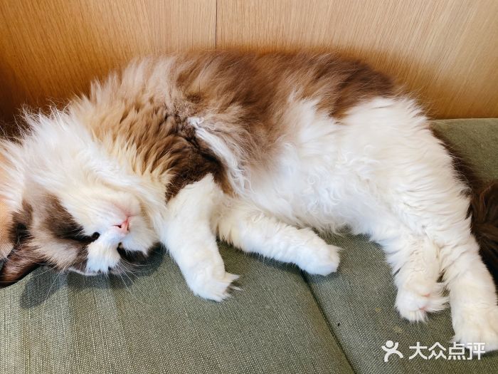 CAT’S MEWSTAR CAFE·喵星球猫屋(晴湾咖啡店)图片