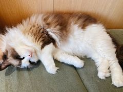 -CAT’S MEWSTAR CAFE·喵星球猫屋(晴湾咖啡店)