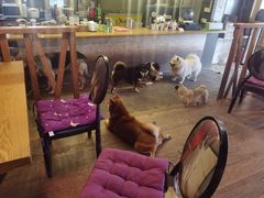 -萌喵咖啡屋(人民东路4号口M16商铺店)
