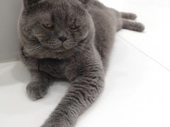 -糯米喵星人·撸猫猫舍咖啡馆(西市场嘉华店)