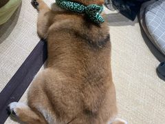 -逗柴咖啡屋·狗咖猫咖宠物桌游