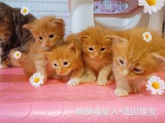 -十年猫舍·猫咪专门店(普陀店)
