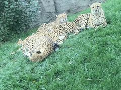 -北京野生动物园