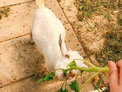 -小鱼草莓采摘园农家乐·小鱼餐厅