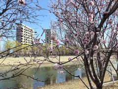 -桃花堤公园