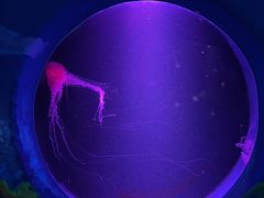 -欢乐海岸海洋奇梦馆