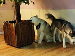 -Husky Go! 哈士奇体验馆·宠物咖啡厅狗咖