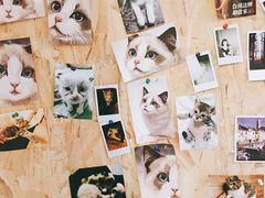 -猫色咖啡·猫咖