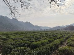 -中国茶叶博物馆(双峰馆区)