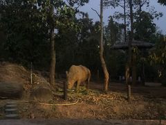 -清迈夜间动物园