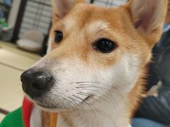 -逗柴咖啡屋·狗咖猫咖宠物桌游