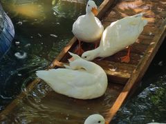 -青藏高原野生动物园