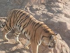 -西霞口神雕山野生动物世界