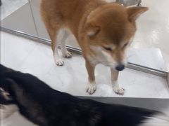 -共舞时光猫咖·狗咖(新街口店)