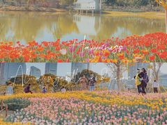 -香蜜公园