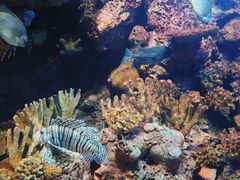 -上海海洋水族馆