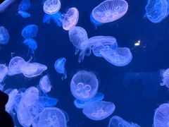 -大连老虎滩海洋公园