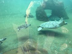 -广东惠东海龟国家级自然保护区