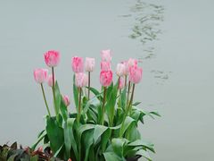 -荷兰花海