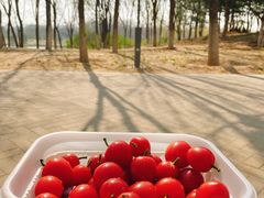 -大兴滨河森林公园