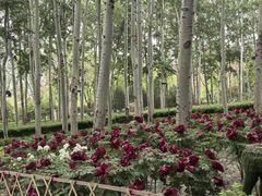 -仁和公园(顺义区)