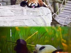 -上海野生动物园