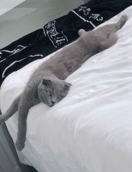 -莫小姐婚纱