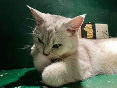 -猫儿山۰猫主题餐厅
