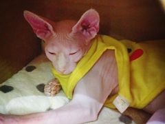 -猫小院猫主题咖啡厅(北锣店)