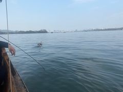 -西湖外事游船(花港观鱼码头)