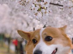 -龙美术馆(西岸馆)