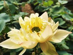 -广州莲花山旅游区